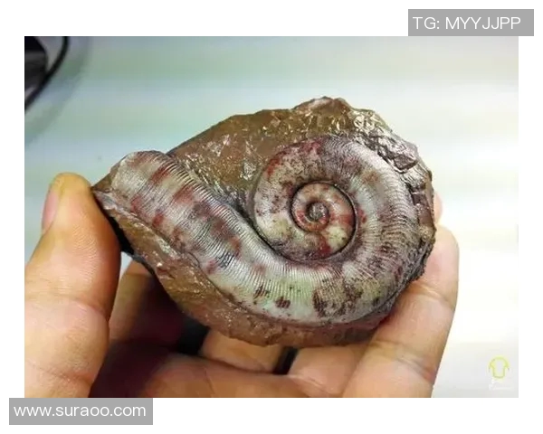 昆虫绰号背后的足球明星故事与传奇人生探秘